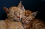 vita da gatti! vita da gatti!