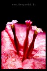 Macro 6736 Macro 6736