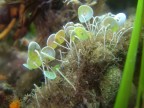 Alga a ombrellino tipica della zona del mesolitorale del Mar Mediterraneo.