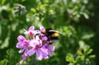 Primavera Primavera