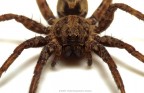 Wolfspider Wolfspider