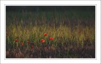 I colori della prima luce I colori della prima luce