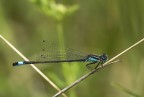 Damigella Damigella