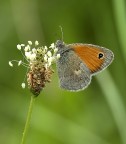 Satyrinae Satyrinae