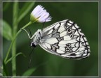 melanargia-galathea melanargia-galathea