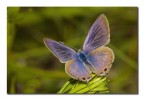 Leptotes pirithous Leptotes pirithous