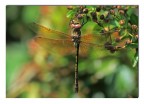 dragonfly in sunlight dragonfly in sunlight