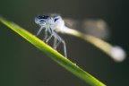 damigella damigella