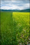 Umbria#2# Umbria#2#