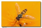 Giallo Giallo