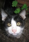 faccia da gatto faccia da gatto