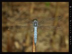 Libellula azzurra