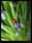 Coccinella