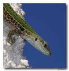 Lucertola Lucertola