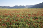 Poppies and lies Poppies and lies