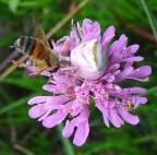 La morte....attende sui fiori a volte...


Classe: Arachnida
Ordine: Araneae
Famiglia: Thomisidae
Genere: Thomisus
Specie:Thomisus onustus