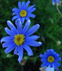 nel blu dipinto di blu nel blu dipinto di blu