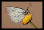 Aporia crataegi Aporia crataegi