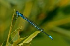 libellula