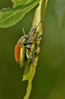coleotteri coleotteri