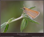 OCHLODES VENATUS OCHLODES VENATUS
