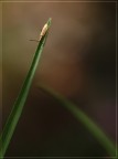 Natural World Natural World