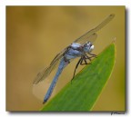 libellula 1