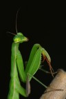 Mantide religiosa Mantide religiosa