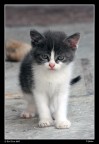 Il Gattino Il Gattino