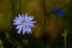 Fiore Fiore