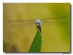 Libellula 7 Libellula 7