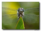 Libellula 9