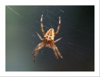 SPIDER. SPIDER.