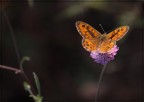 FarfaLuce FarfaLuce