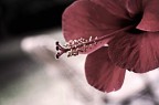 petali rossi