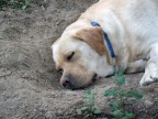 Dolce dormire Dolce dormire