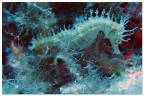Hippocampus Hippocampus