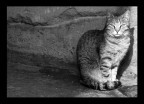 beata solitudine beata solitudine