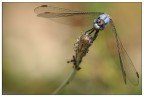 in planata in planata