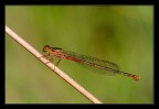 Damigella rossa