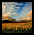 girasoli girasoli