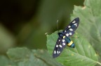 Syntomis Phegea Syntomis Phegea