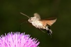 Succhiatina Succhiatina