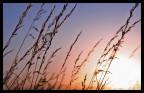 sunset sunset