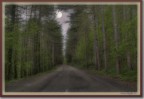 Vieni,..c'è una strada nel bosco Vieni,..c'è una strada nel bosco