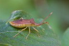 Coreus Marginatus Coreus Marginatus