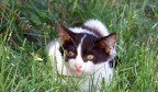 Il solito gatto Il solito gatto