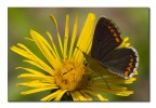 Lysandra bellargus f. Lysandra bellargus f.