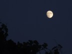 guarda che luna guarda che luna