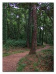 Nel Bosco Nel Bosco